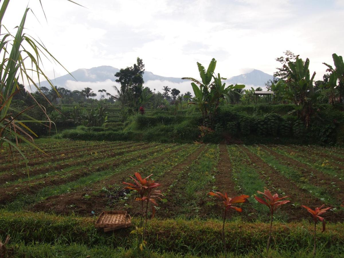 Tetebatu Mountain View Homestay エクステリア 写真