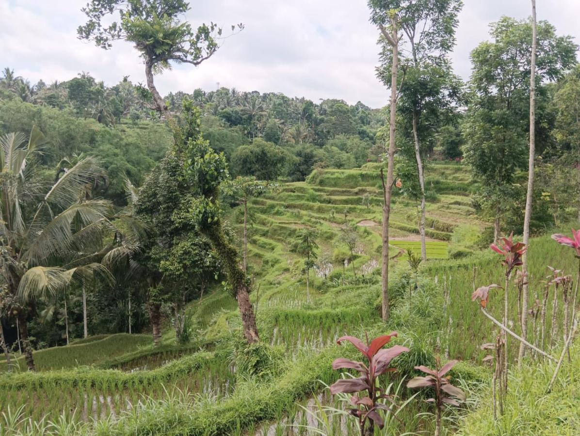 Tetebatu Mountain View Homestay エクステリア 写真